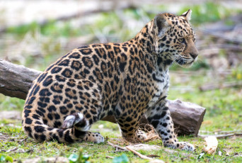 Картинка животные Ягуары котенок
