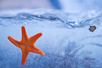 Картинка животные морские+звёзды вода море морская звезда
