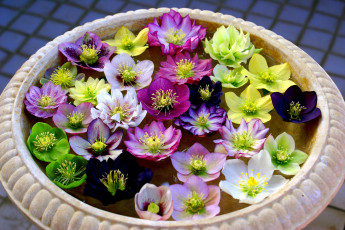 Картинка цветы геллеборус+ морозник лепестки вода ваза