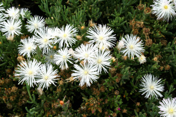 Картинка цветы аизовые белые мезембриантемум ливингстон ромашки