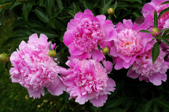 Картинка цветы пионы розовые бутончики