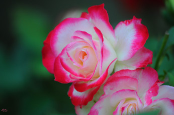 Картинка цветы розы нежность лепестки