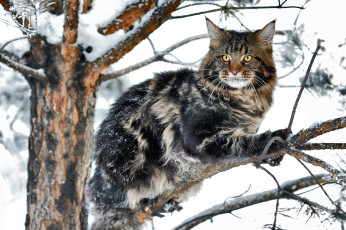 Картинка животные коты снег мейн-кун