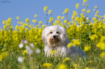 Картинка животные собаки цветы