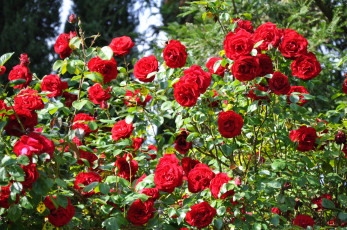 Картинка цветы розы розарий