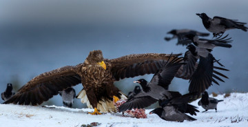 Картинка животные птицы вороны орёл борьба добыча снег