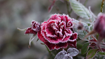Картинка цветы розы иней мороз кристаллы цветок роза красная холод