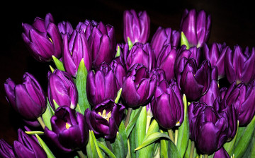 Картинка цветы тюльпаны букет бутоны фиолетовые