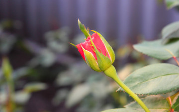 Картинка цветы розы бутон роза красная