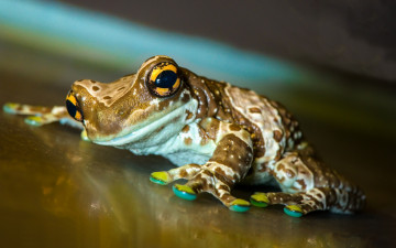 Картинка животные лягушки жаба лягушка