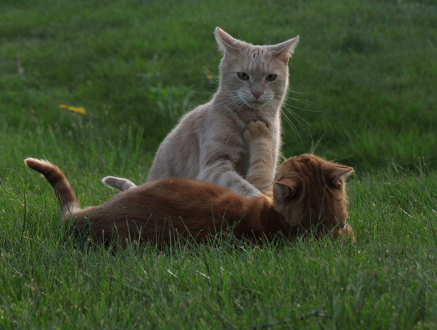 Обои картинки фото животные, коты, трава, кошки, рыжие, игра