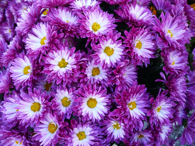 Обои картинки фото цветы, хризантемы, много, фиолетовые