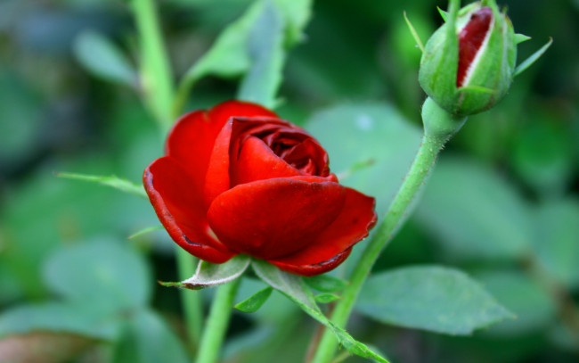 Обои картинки фото цветы, розы, роза, красная, тёмная