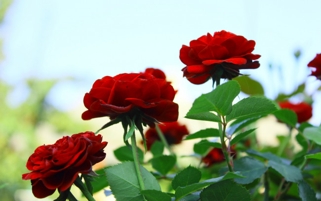 Обои картинки фото цветы, розы, тёмные, красные, три