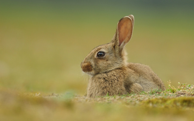 Обои картинки фото животные, кролики,  зайцы, боке, уши, кролик