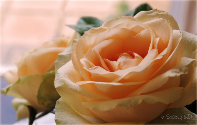 Обои картинки фото цветы, розы, макро, роза, лепестки