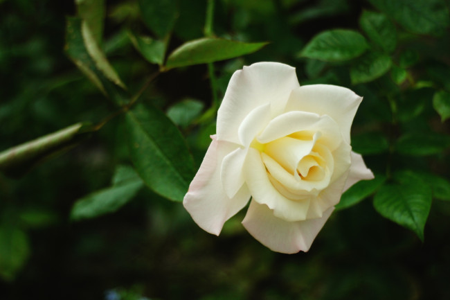 Обои картинки фото цветы, розы, белый