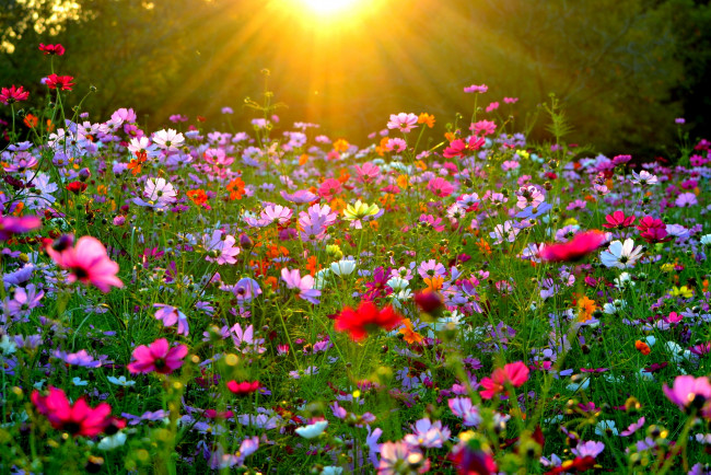 Обои картинки фото цветы, космея, лучи, солнце, луг