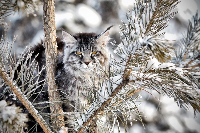 Обои картинки фото животные, коты, ель, снег, мейн-кун