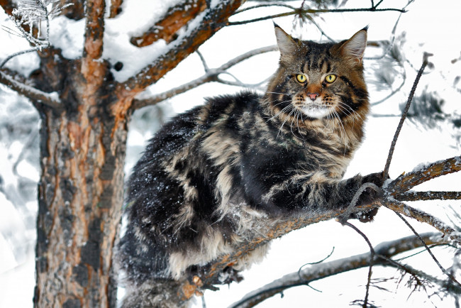 Обои картинки фото животные, коты, снег, мейн-кун