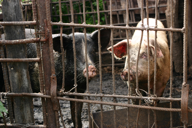 Обои картинки фото животные, свиньи,  кабаны, две, свинки