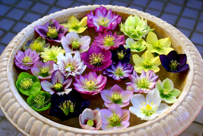 Обои картинки фото цветы, геллеборус , морозник, лепестки, вода, ваза
