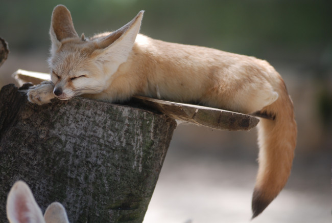 Обои картинки фото животные, лисы, фенек, пень, сон, лисица