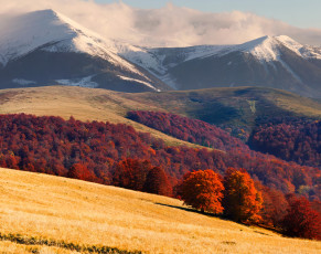 Картинка карпаты+украина природа горы карпаты украина ели осень