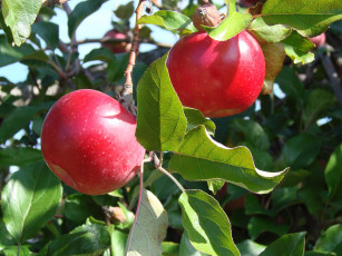 Картинка природа плоды яблоки листья ветка