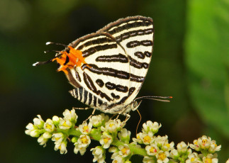 Картинка животные бабочки +мотыльки +моли itchydogimages макро насекомое бабочка крылья усики