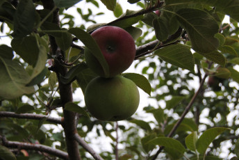 Картинка природа плоды яблоки листья ветка