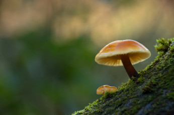 Картинка природа грибы макро зимний