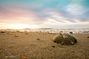 Картинка природа побережье берег ракушки небо пляж песок