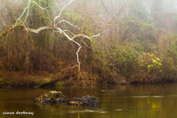 Картинка природа реки озера деревья туман вода река