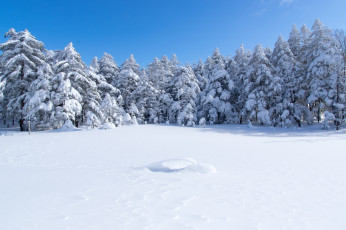 Картинка природа зима ели лес снег