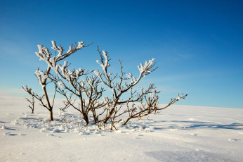 Картинка природа зима снег деревья ветки небо