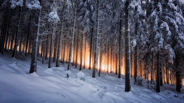 Картинка природа лес германия зима black forest