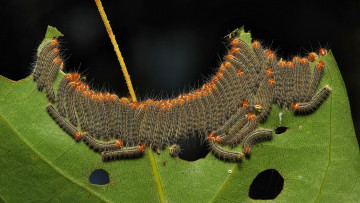 Картинка животные гусеницы itchydogimages макро лист