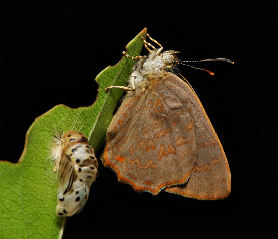 Обои картинки фото животные, бабочки,  мотыльки,  моли, itchydogimages, макро, бабочка, крылья, лист, ночь