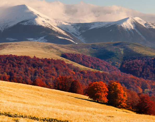Обои картинки фото карпаты украина, природа, горы, карпаты, украина, ели, осень