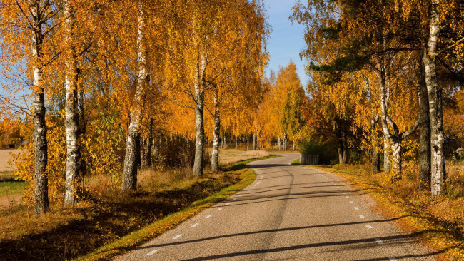 Обои картинки фото природа, дороги, nature, forest, park, trees, leaves, colorful, road, path, autumn, fall, colors, walk, листья, осень, деревья, дорога, лес, парк