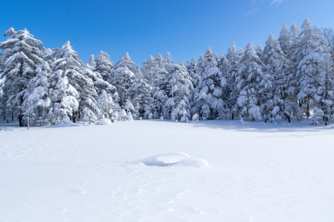 Обои картинки фото природа, зима, ели, лес, снег