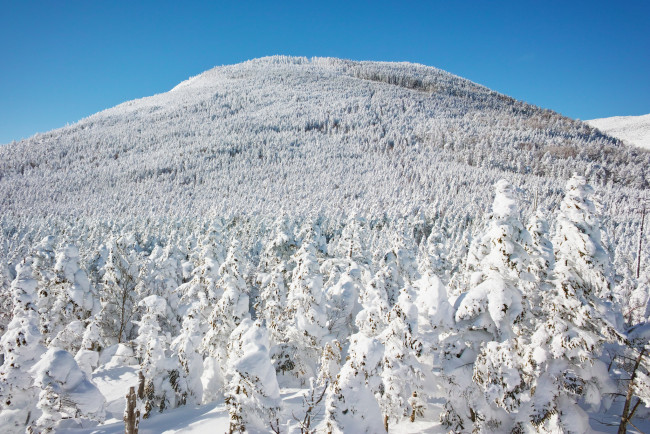 Обои картинки фото природа, зима, снег, деревья, ели, небо, холм