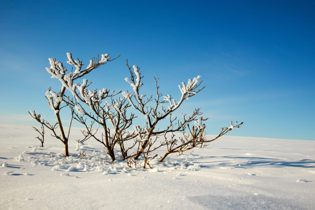 Обои картинки фото природа, зима, снег, деревья, ветки, небо