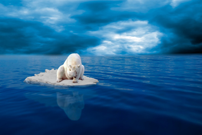 Обои картинки фото животные, медведи, белый, медведь, льдина, отчаяние