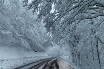 Картинка природа дороги деревья дорога снег зима лес