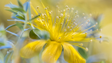 Картинка цветы луговые+ полевые +цветы тычинки макро желтый
