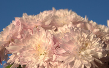 Картинка цветы хризантемы букет белые капли