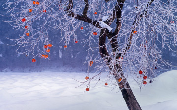 Картинка природа зима снег фукусима дерево Япония хурма плоды