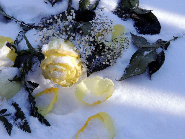 Обои картинки фото цветы, розы, снег, лепестки